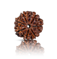 7 Mukhi